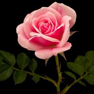 Meet your Posher, Gaby